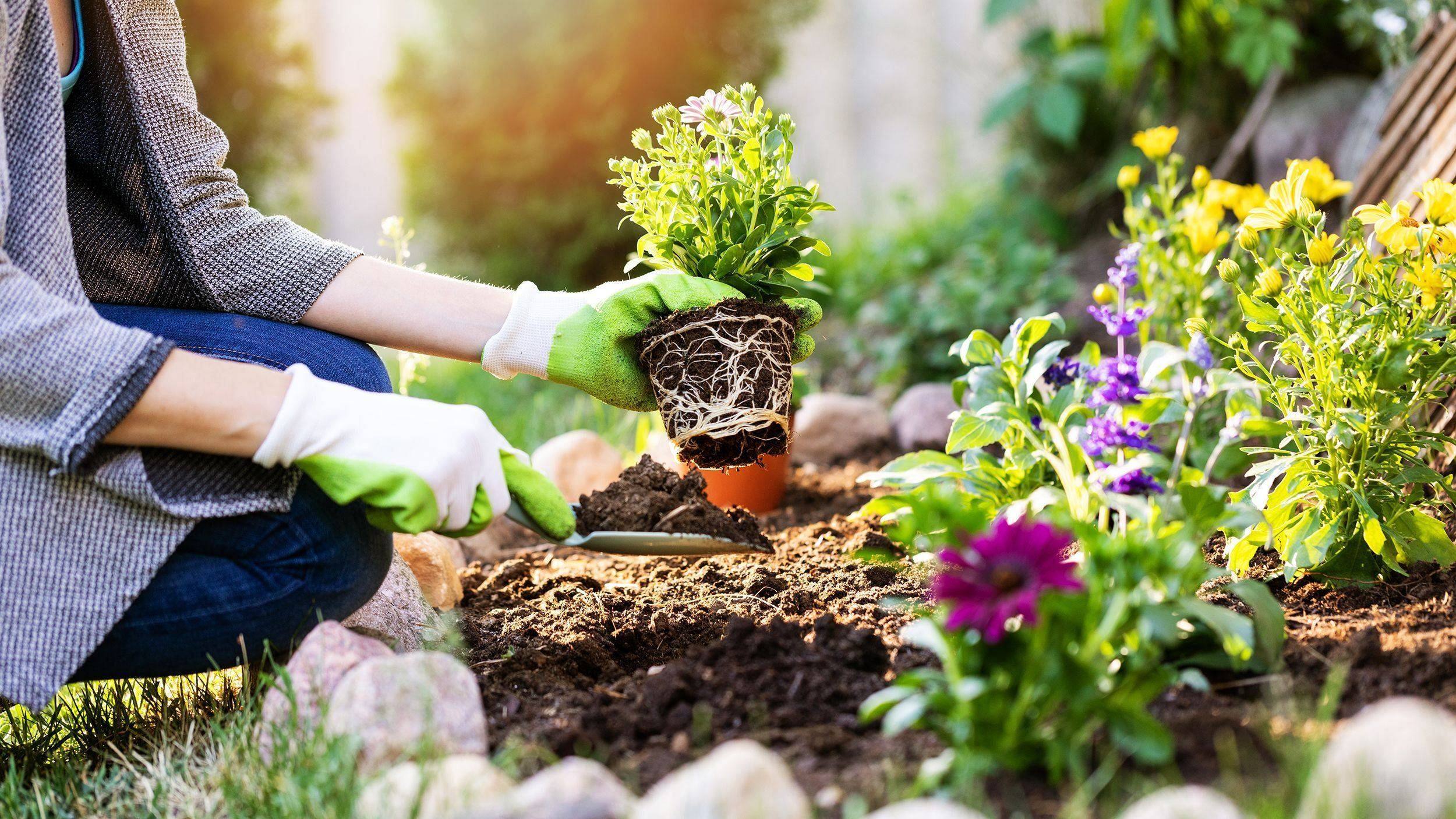  EcoVegesqe : Expert Planting for a Greener Tomorrow